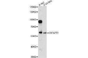 Western blot analysis of extracts of various cell lines, using CBFA2T3 antibody (ABIN6291283) at 1:1000 dilution.