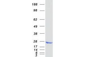 Validation with Western Blot