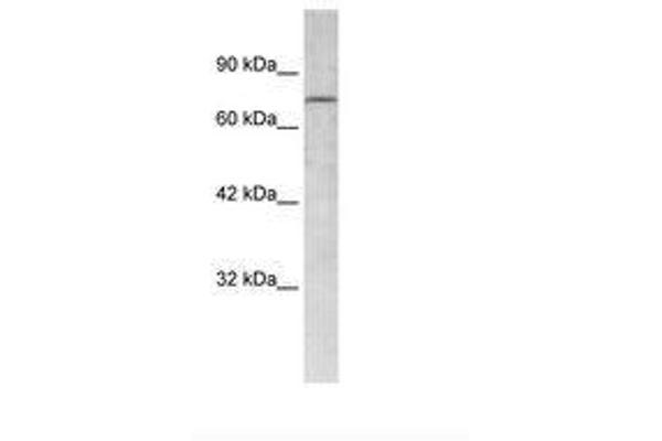 RBAK antibody  (AA 447-496)
