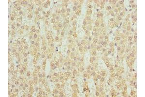 Immunohistochemistry of paraffin-embedded human adrenal gland tissue using ABIN7149279 at dilution of 1:100 (CYP4X1 antibody  (AA 35-300))