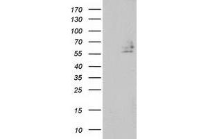 HEK293T cells were transfected with the pCMV6-ENTRY control (Left lane) or pCMV6-ENTRY DEF8 (Right lane) cDNA for 48 hrs and lysed. (DEF8 antibody)