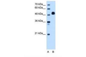 Image no. 1 for anti-ATP Synthase, H+ Transporting, Mitochondrial F1 Complex, beta Polypeptide (ATP5B) (C-Term) antibody (ABIN321396) (ATP5B antibody  (C-Term))