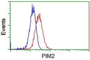 Image no. 8 for anti-Proto-Oncogene Pim-2 (Serine Threonine Kinase) (PIM2) antibody (ABIN1500220) (PIM2 antibody)