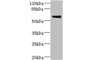 Western blot All lanes: TSNARE1 antibody IgG at 16 μg/mL + Mouse lung tissue Secondary Goat polyclonal to rabbit IgG at 1/10000 dilution Predicted band size: 56 kDa Observed band size: 56 kDa (TSNARE1 antibody  (AA 6-339))