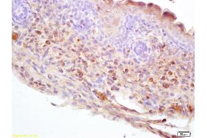 Formalin-fixed and paraffin embedded mouse embryo labeled with Rabbit Anti DDC/DOPA Decarboxylase Polyclonal Antibody, Unconjugated (ABIN725945) at 1:200 followed by conjugation to the secondary antibody and DAB staining (DDC antibody  (AA 201-300))