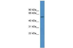 WB Suggested Anti-TTYH3 Antibody Titration:  0. (TTYH3 antibody  (Middle Region))