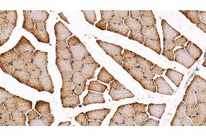 Detection of H-FABP in Rat Skeletal muscle Tissue using Polyclonal Antibody to Heart-type Fatty Acid Binding Protein (H-FABP)