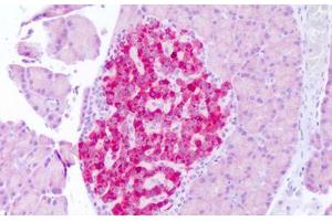 Anti-FGF21 antibody IHC staining of rat pancreas. (FGF21 antibody  (N-Term))