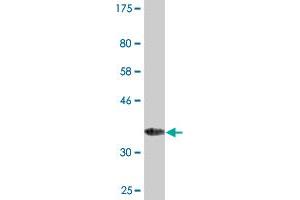 Western Blot detection against Immunogen (33. (MANF antibody  (AA 116-185))