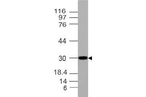 Image no. 1 for anti-Homeobox A9 (HOXA9) (AA 63-272) antibody (ABIN5027257) (HOXA9 antibody  (AA 63-272))