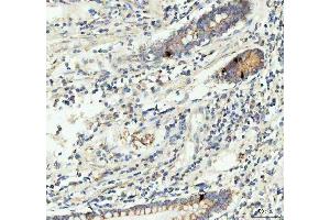 IHC analysis of GIP using anti-GIP antibody (ABIN4886602).