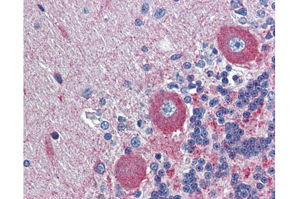 GPR6 antibody  (N-Term)