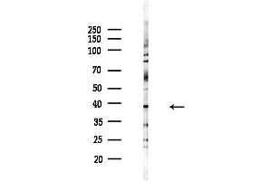 anti-Alcohol Dehydrogenase 5 (Class III), chi Polypeptide (ADH5) (C-Term) antibody
