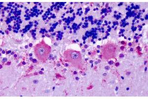 Anti-OR6N1 antibody IHC staining of human brain, cerebellum, Purkinje neurons. (OR6N1 antibody  (Extracellular Domain))
