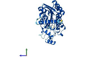 AlphaFold protein structure predicition of Human Recombinant SDR16C5 Protein, UniprotID Q8N3Y7