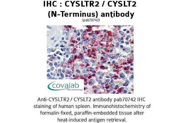 CasLTR2 anticorps  (N-Term)