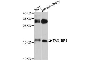 Western blot analysis of extracts of various cell lines, using TAX1BP3 antibody. (TAX1BP3 antibody)