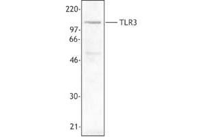 Image no. 1 for anti-Toll-Like Receptor 3 (TLR3) antibody (ABIN205292) (TLR3 antibody)
