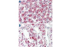 Immunohistochemistry (Formalin/PFA-fixed paraffin-embedded sections) of human liver (A) and human adrenal gland tissue (B) with FFAR3 polyclonal antibody . (FFAR3 antibody  (Internal Region))