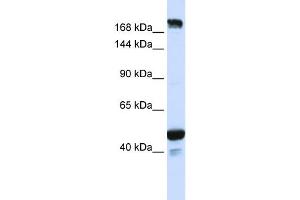 WB Suggested Anti-KIAA1618 Antibody Titration:  0. (RNF213 antibody  (N-Term))