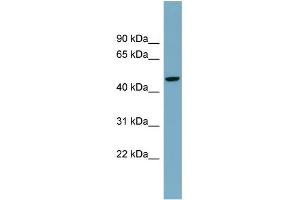 WB Suggested Anti-ATG4A Antibody Titration:  0. (ATG4A antibody  (Middle Region))