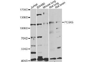 Western blot analysis of extracts of various cell lines, using PCSK5 antibody (ABIN1876638) at 1:1000 dilution.