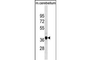 Western blot analysis in mouse cerebellum tissue lysates (35ug/lane). (UBLCP1 antibody  (AA 102-128))