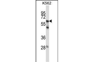 P11 Antibody (C-term) (ABIN657651 and ABIN2846646) western blot analysis in K562 cell line lysates (35 μg/lane). (MMP11 antibody  (C-Term))