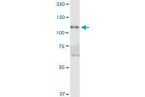 DIS3L MaxPab polyclonal antibody. (DIS3L antibody  (AA 1-971))
