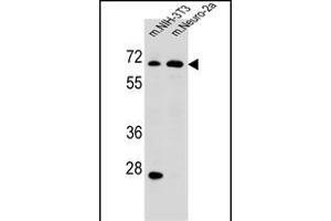 ME2 Antibody (C-term) (ABIN656541 and ABIN2845805) western blot analysis in mouse NIH-3T3,Neuro-2a cell line lysates (35 μg/lane). (NAD-ME antibody  (C-Term))