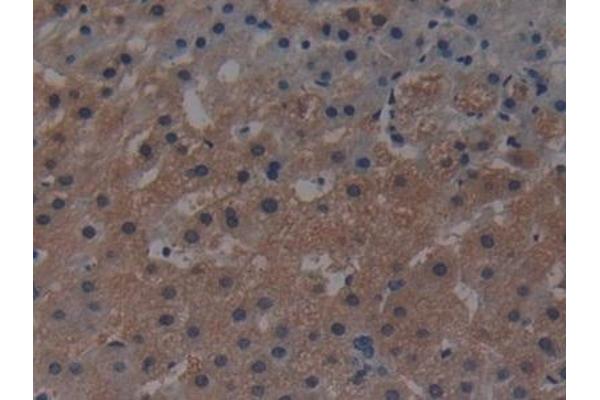 MAP3K1 antibody  (AA 1307-1509)