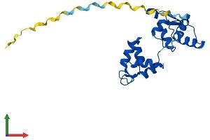 AlphaFold protein structure predicition of Human Recombinant MYL4 Protein, UniprotID P12829 (MYL4 Protein (AA 1-197) (His tag))