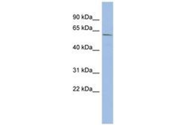 ZNF502 antibody  (AA 35-84)