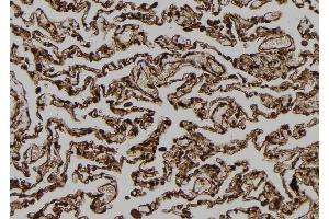 ABIN6273116 at 1/100 staining Human lung tissue by IHC-P. (FAM96B antibody  (Internal Region))