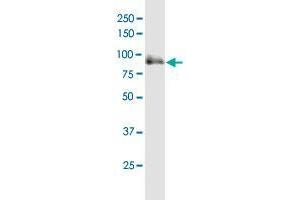 SOX6 MaxPab polyclonal antibody. (SOX6 antibody  (AA 1-828))