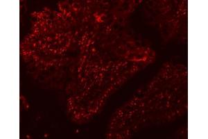 IF analysis of SF3A1 using anti-SF3A1 antibody (ABIN7600556). (SF3A1 antibody  (AA 20-556))