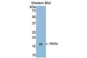 Western Blotting (WB) image for anti-Low Density Lipoprotein Receptor-Related Protein Associated Protein 1 (LRPAP1) (AA 241-358) antibody (ABIN1859712) (LRPAP1 antibody  (AA 241-358))