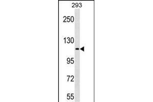 KIT Antibody (C-term ) (ABIN1537653 and ABIN2850300) western blot analysis in 293 cell line lysates (35 μg/lane). (KIT antibody  (C-Term))