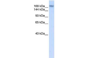 WB Suggested Anti-ADAR Antibody Titration:  0. (ADAR antibody  (N-Term))