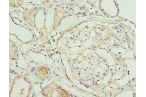 Immunohistochemistry of paraffin-embedded human kidney tissue using ABIN7161579 at dilution of 1:100 (NMNAT1 antibody  (AA 1-279))