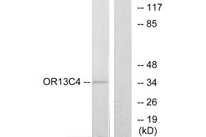 Western blot analysis of extracts from COS-7 cells, using OR13C4 antibody.
