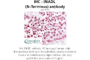 Image no. 1 for anti-InaD-Like (INADL) (N-Term) antibody (ABIN1735910) (PATJ antibody  (N-Term))