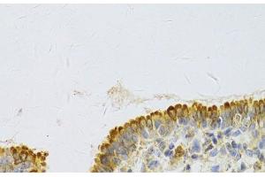 Immunohistochemistry of paraffin-embedded Rat lung using PA2G4 Polyclonal Antibody at dilution of 1:100 (40x lens). (PA2G4 antibody)
