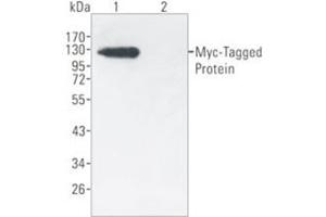 Western Blotting (WB) image for anti-Myc Tag antibody (Agarose Beads) (ABIN1105580) (Myc Tag antibody  (Agarose Beads))