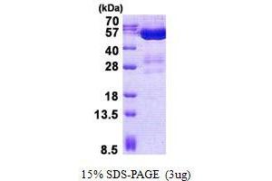 Image no. 1 for STAM Binding Protein-Like 1 (STAMBPL1) protein (His tag) (ABIN7280144)