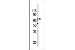Western blot analysis of anti-NURR1(NR4A2) Pab in mouse brain tissue lysate. (NR4A2 antibody  (N-Term))