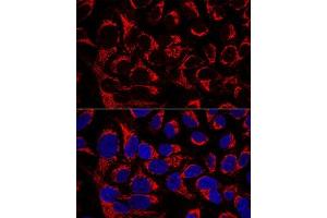 Confocal immunofluorescence analysis of U2OS cells using OCI Polyclonal Antibody  at dilution of 1:100. (OCIAD1 antibody  (AA 1-245))