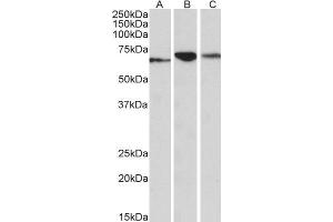 ABIN768548 (0. (PDIA2 antibody  (AA 477-481))