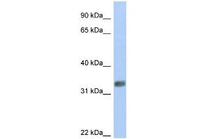 WB Suggested Anti-PURG Antibody Titration:  0. (PURG antibody  (N-Term))