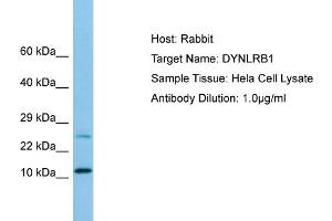 Western Blotting (WB) image for anti-Dynein, Light Chain, Roadblock Type 1 (DYNLRB1) (N-Term) antibody (ABIN2790179) (DYNLRB1 antibody  (N-Term))
